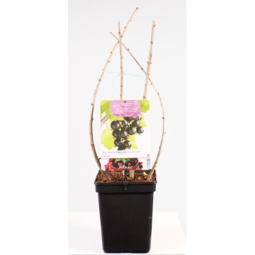 Crossing black currant and gooseberry (Ribes jostaberry) Crossing black currant and gooseberry (Ribes jostaberry)